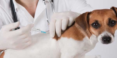 Vacunas para perros, tipos, aplicación y cuidados